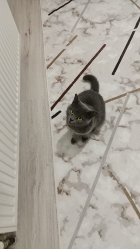 Limon yeni yuvasını arıyor 🍋 fotoğraf