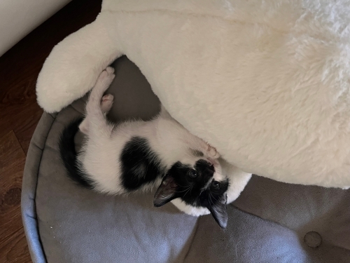 Çok oyuncu akıllı smokin kedi. Tüm eşyaları ile teslim edilecek fotoğraf