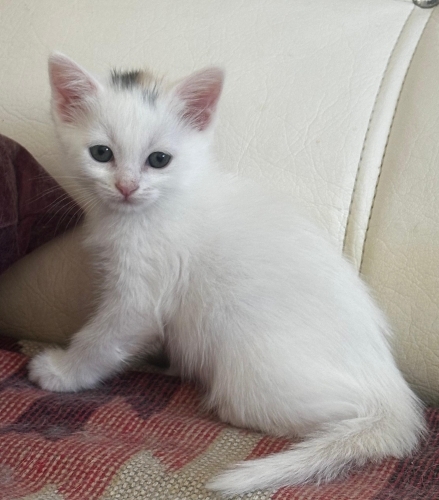 CİNS VAN KEDİLERİ YAVRU VE YETİŞKİN fotoğraf