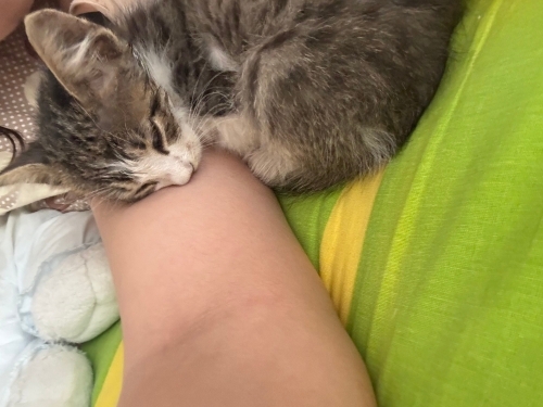 Çok oyuncu çok tatlı bi erkek yavru kedi fotoğraf