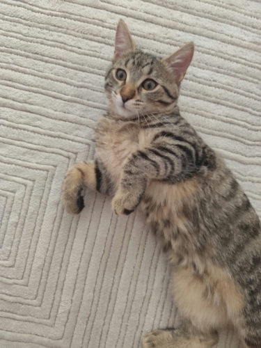 4 aylık prenses terk edildi fotoğraf