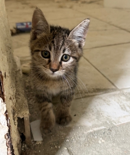 Çok Acil Yuva Aranıyor fotoğraf