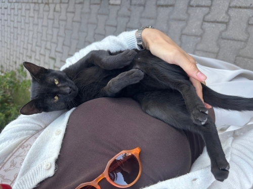 Kucak Delisi Minik Siyah Kedicik fotoğraf