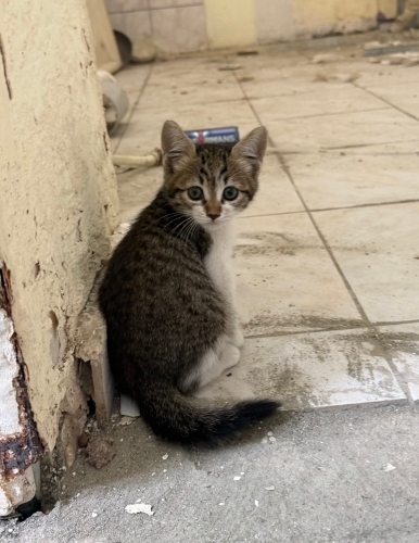 Çok Acil Yuva Aranıyor ! fotoğraf