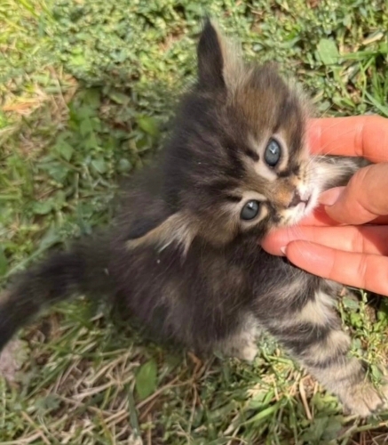 Çirkin yuva arıyor fotoğraf