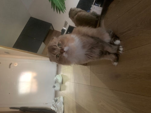 Kedi sahiplendirme fotoğraf