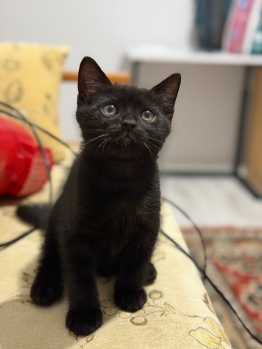 SİYAH KEDİ SEVER MİSİNİZ ANNEM CİNS fotoğraf