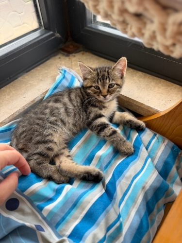 TEKİR KEDİ ANNESİ CİNS fotoğraf