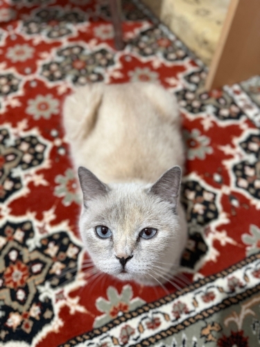 dişi cins kedi 1,5 yaşında fotoğraf