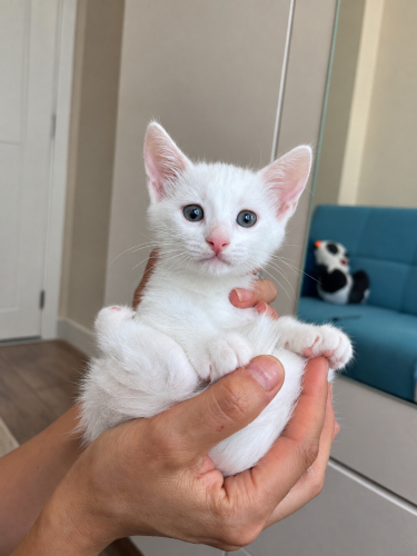 2 aylık cins kedi melezi fotoğraf