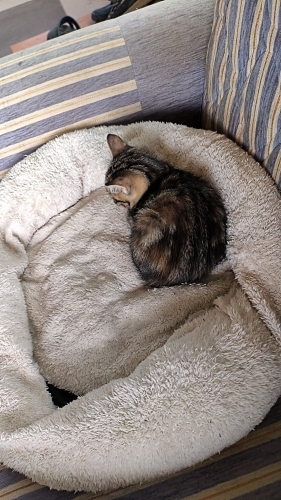 Tekir yavru kedi fotoğraf