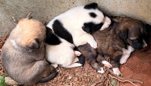 Belediye bu köpekleri arıyor fotoğraf