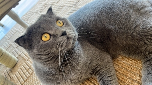 ÇİPLİ, AŞILI, KARNELİ SCOTTISH FOLD..!! fotoğraf
