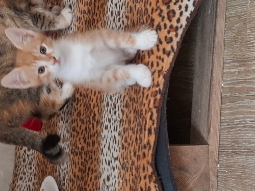 Casper'e ömürlük yyvasını arıyorum fotoğraf
