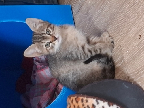 Betty'ye ömürlük yuvasını arıyorum fotoğraf