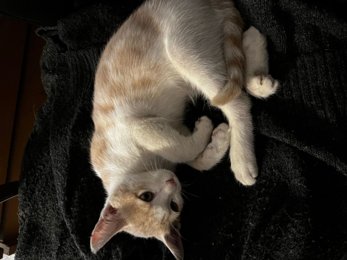 Çok oyuncu ve çok akıllı fotoğraf