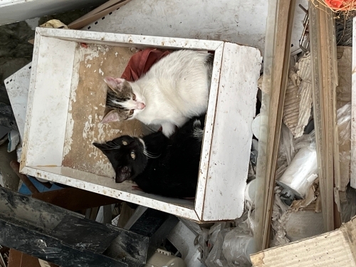 Çok oyuncu çok güzel ve çok uysal bir kedi fotoğraf