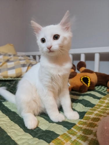 Pamuk yuva arıyor fotoğraf