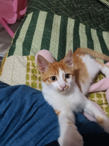 Karamel kalıcı yuva arıyor fotoğraf