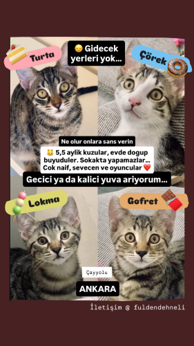 4 kardes Yuva ariyor fotoğraf