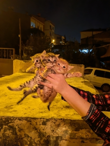 ACİL YUVA ARANIYOR fotoğraf