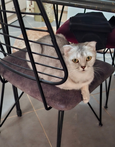 Çok cana yakın scottish fold fotoğraf