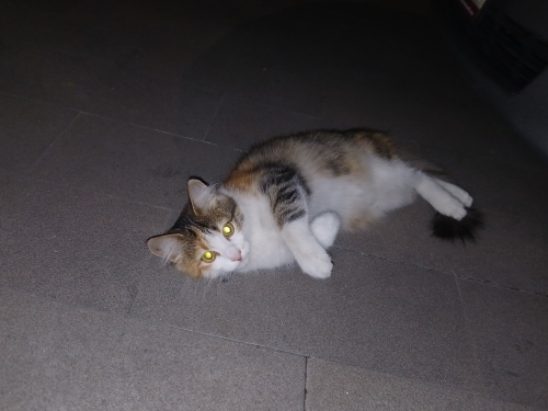 Acill Yuva Lazım Bu Güzel Prensesimize fotoğraf