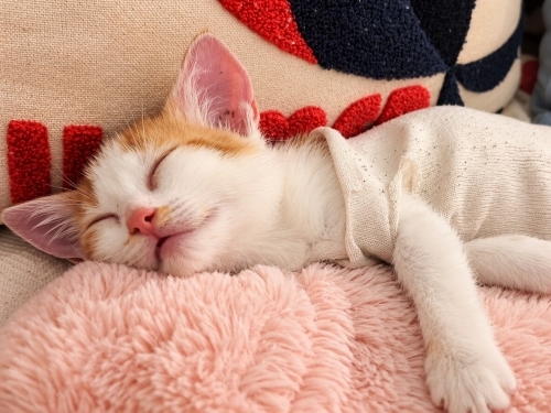 KIVANÇ ÖMÜRLÜK YUVA ARIYOR 🐾 fotoğraf