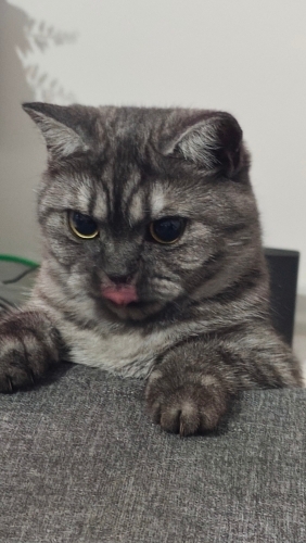 Kedi tecrübesi olan birine verilecektir fotoğraf