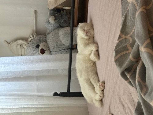 Sakin , sevecen. fotoğraf