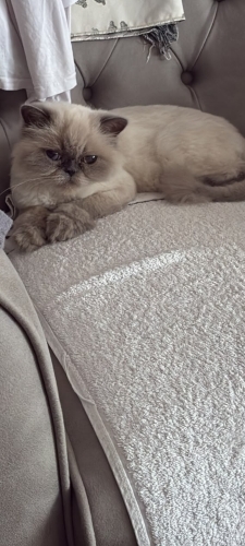 İran siyam kırması uysal bir kedi fotoğraf