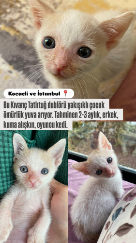 Çakma kıvanç tatlıtuğ yuva arıyor fotoğraf