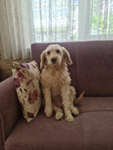 Çok sakin hiç havlamadığı için apartmanda yaşamaya uygun terrier fotoğraf