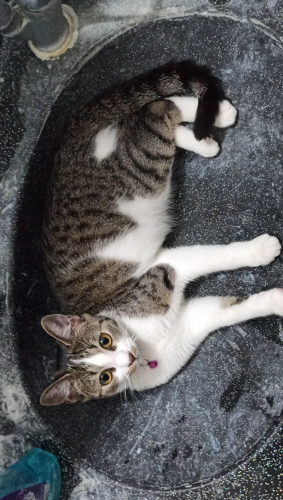 Prensese Yuva Arıyoruz fotoğraf