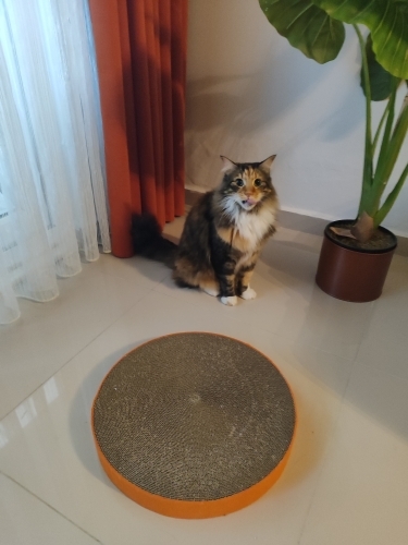Uzun tüylü sevgi arsızı fotoğraf
