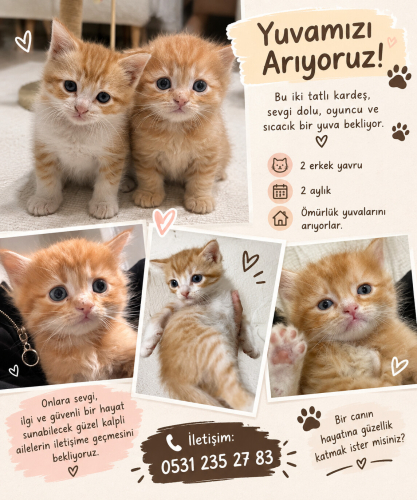 2 tane bebek kedimize yuva arıyoruz fotoğraf