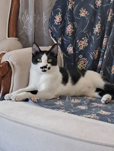 KUCAK KEDİSİ NEFES'E ACİL ÖMÜRLÜK YUVA fotoğraf