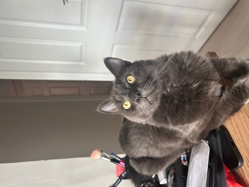 Russian blue Herkesle yakınlık kuran bir kedi oyun oynamayı sever uysal bir kedi fotoğraf