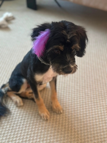 Ücretsiz sahiplenme terrier yavru fotoğraf