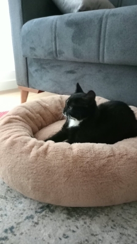 ACİL YUVA ARIYORUZ SMOKİN YAVRU KEDİ fotoğraf