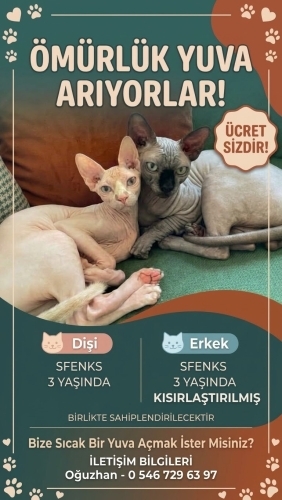 Sfenks Dişi erkek 3 yaşında ücretsiz ömürlük yuva arıyoruz fotoğraf