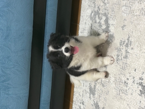 🐾 3 Aylık Border Collie Yavrumuza Ömürlük Yuvasını Arıyoruz 🏡🤍 fotoğraf