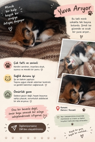 Calico yavru kedi🐾 fotoğraf