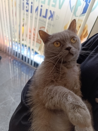 Gümüş Prens yuva arıyor fotoğraf