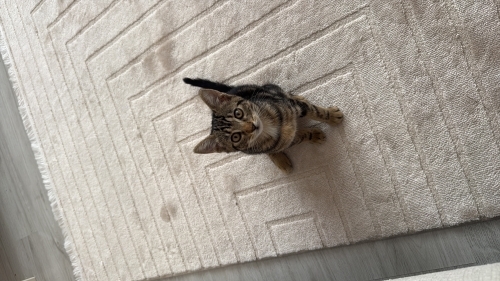 Bana yuva olmak ister misiniz fotoğraf