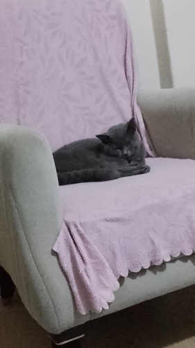 Ücretsiz kedi sahiplendirme fotoğraf