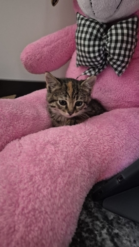 sakin kucak seven bir kedi fotoğraf