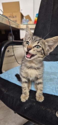 Tekir güzeli yuva arıyor fotoğraf