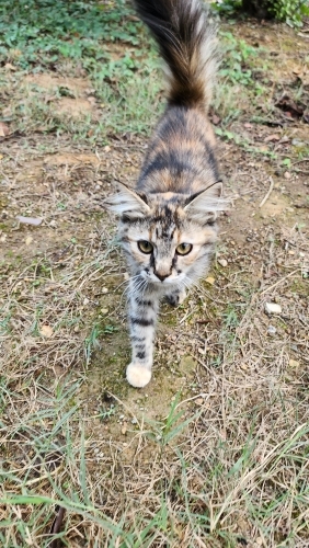 Diğer kediler dövmesin.. :( fotoğraf