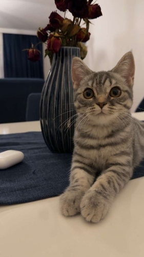 Sevimli ve oyuncu dişi kedimize yuva arıyoruz 🐾🤍 fotoğraf